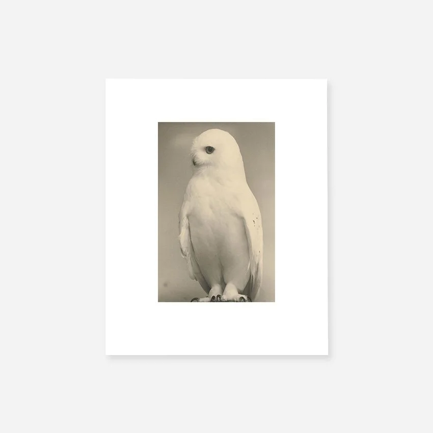 Mini Portfolio: Masao Yamamoto 山本昌男 | Birds 鳥 — Blue Lotus Gallery